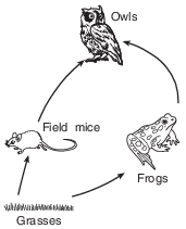 ecology, energy flow and food web fig: lenv62015-examw_g10.png